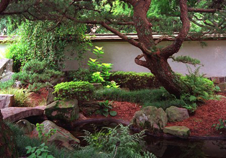 деревья в японском саду