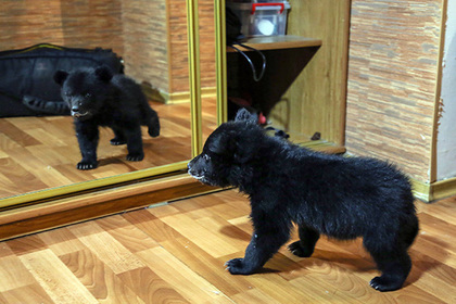 В квартирах у москвичей нашли медведей и волков