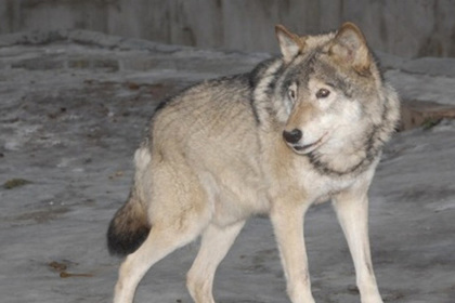 В Новой Москве поймали волчицу