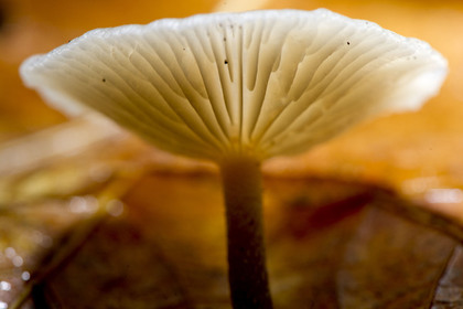 Латвиец испугался растущих сквозь пол в квартире гигантских грибов