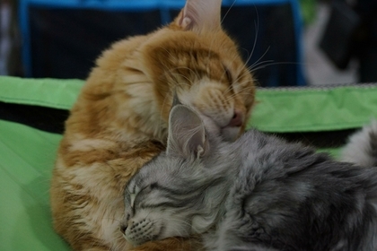 Коты помогли выявить возможное квартирное мошенничество на Камчатке