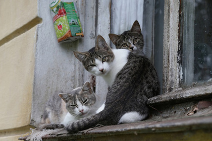 Россиянам запретили держать дома больше двух кошек