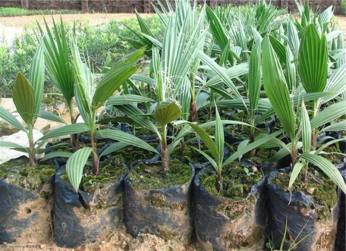 Как вырастить пальму из семян в домашних условиях