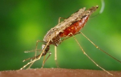 Подвальные комары - как с ними бороться